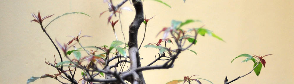 Catawba Valley Network